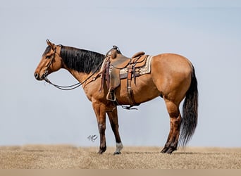 American Quarter Horse, Gelding, 11 years, 16 hh, Tobiano-all-colors