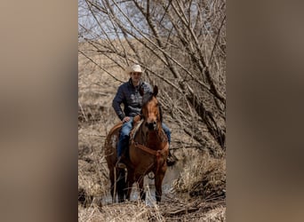 American Quarter Horse, Gelding, 11 years, 16 hh, Tobiano-all-colors