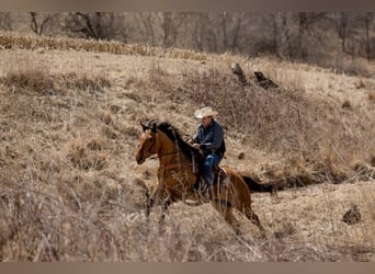 American Quarter Horse, Gelding, 11 years, 16 hh, Tobiano-all-colors