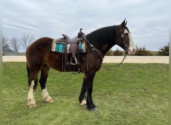 American Quarter Horse, Gelding, 11 years, 17 hh, Bay