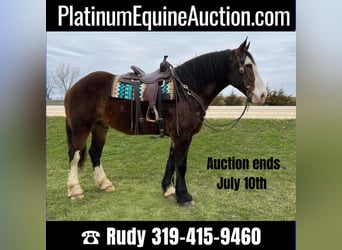 American Quarter Horse, Gelding, 11 years, 17 hh, Bay