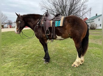 American Quarter Horse, Gelding, 11 years, 17 hh, Bay