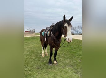 American Quarter Horse, Gelding, 11 years, 17 hh, Bay