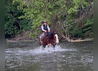 American Quarter Horse, Gelding, 11 years, 17 hh, Bay