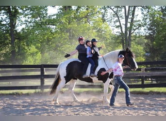 American Quarter Horse, Gelding, 11 years, 17 hh, Tobiano-all-colors