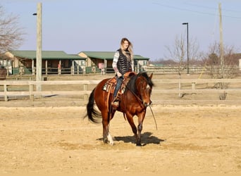 American Quarter Horse, Gelding, 11 years, Bay