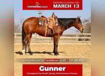 American Quarter Horse, Gelding, 11 years, Bay