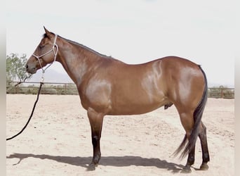 American Quarter Horse, Gelding, 11 years, Bay