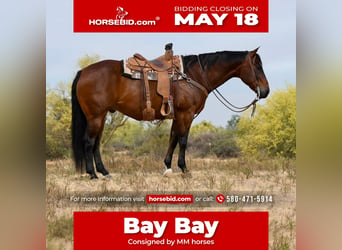 American Quarter Horse, Gelding, 11 years, Bay