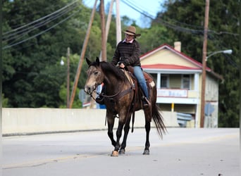 American Quarter Horse, Gelding, 11 years, Buckskin