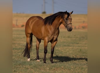 American Quarter Horse, Gelding, 11 years, Buckskin