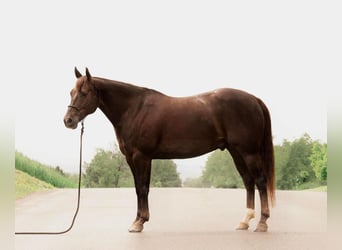 American Quarter Horse, Gelding, 11 years, Chestnut