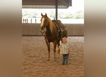 American Quarter Horse, Gelding, 11 years, Chestnut