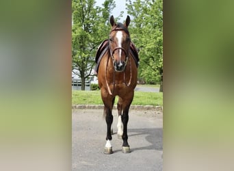 American Quarter Horse, Gelding, 11 years, Dun