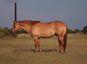 American Quarter Horse, Gelding, 11 years, Dun