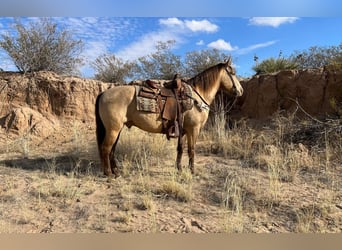 American Quarter Horse, Gelding, 11 years, Dun