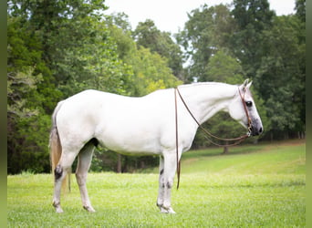 American Quarter Horse, Gelding, 11 years, Gray