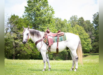 American Quarter Horse, Gelding, 11 years, Gray