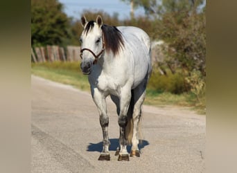 American Quarter Horse, Gelding, 11 years, Gray