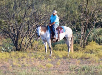 American Quarter Horse, Gelding, 11 years, Gray