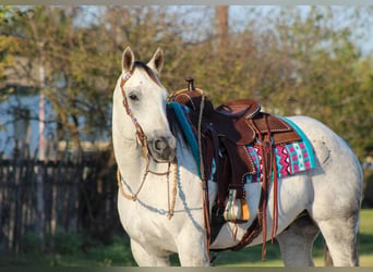 American Quarter Horse, Gelding, 11 years, Gray