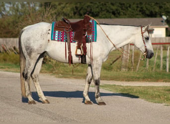 American Quarter Horse, Gelding, 11 years, Gray