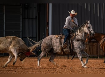 American Quarter Horse, Gelding, 11 years, Grey