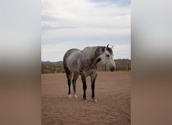 American Quarter Horse, Gelding, 11 years, Grey