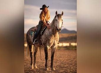American Quarter Horse, Gelding, 11 years, Grey