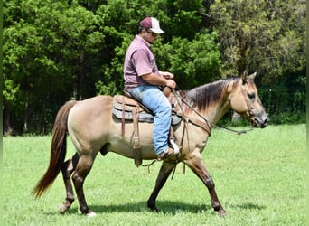 American Quarter Horse, Gelding, 11 years, Grullo