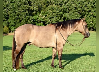 American Quarter Horse, Gelding, 11 years, Grullo