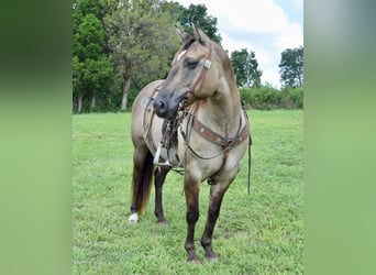 American Quarter Horse, Gelding, 11 years, Grullo