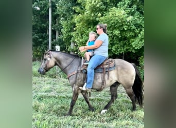American Quarter Horse, Gelding, 11 years, Grullo