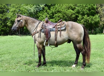 American Quarter Horse, Gelding, 11 years, Grullo
