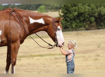 American Quarter Horse, Gelding, 11 years, Overo-all-colors