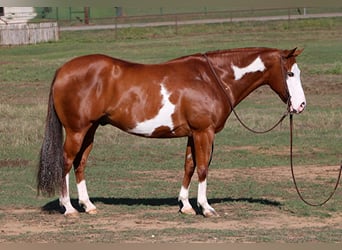 American Quarter Horse, Gelding, 11 years, Overo-all-colors