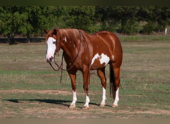 American Quarter Horse, Gelding, 11 years, Overo-all-colors