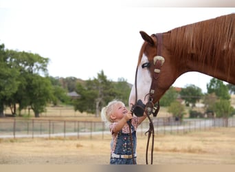 American Quarter Horse, Gelding, 11 years, Overo-all-colors