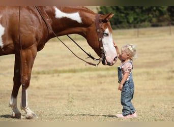 American Quarter Horse, Gelding, 11 years, Overo-all-colors