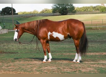 American Quarter Horse, Gelding, 11 years, Overo-all-colors