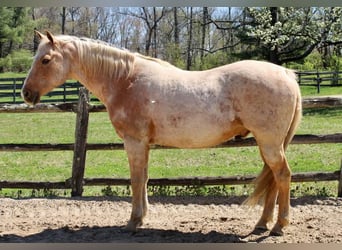 American Quarter Horse, Gelding, 11 years, Palomino