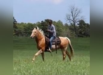 American Quarter Horse, Gelding, 11 years, Palomino