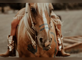 American Quarter Horse, Gelding, 11 years, Palomino