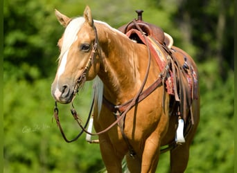 American Quarter Horse, Gelding, 11 years, Palomino