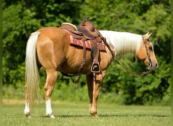 American Quarter Horse, Gelding, 11 years, Palomino
