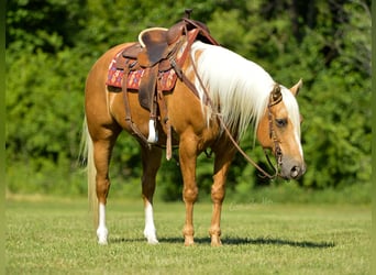 American Quarter Horse, Gelding, 11 years, Palomino