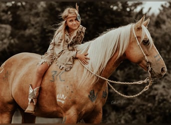 American Quarter Horse, Gelding, 11 years, Palomino