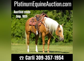American Quarter Horse, Gelding, 11 years, Palomino
