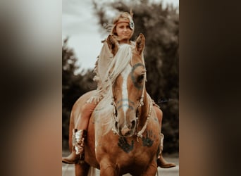 American Quarter Horse, Gelding, 11 years, Palomino