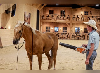 American Quarter Horse, Gelding, 11 years, Palomino